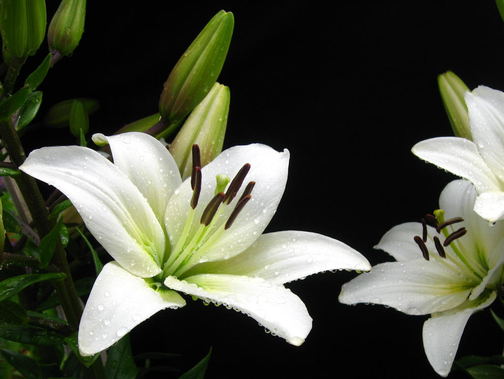 White Lily, Water Drops II