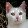 Young White Cat III