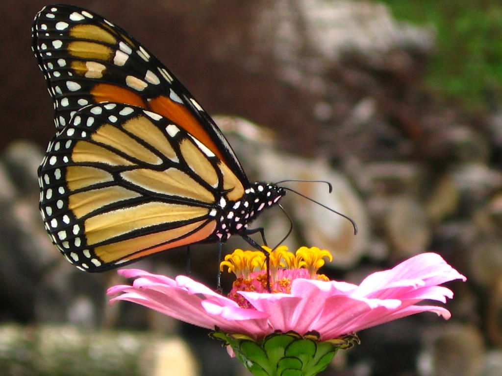 Monarch Butterfly Stock