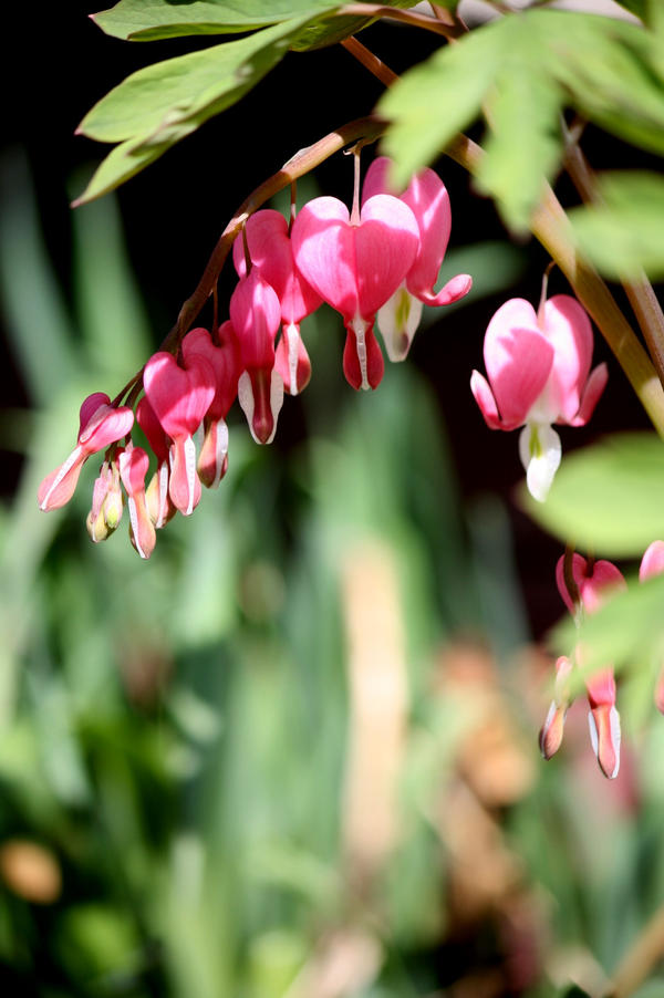 Bleeding Hearts Detail II