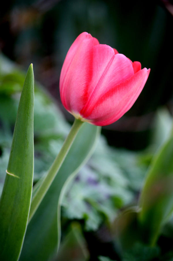 Tulip Drama II