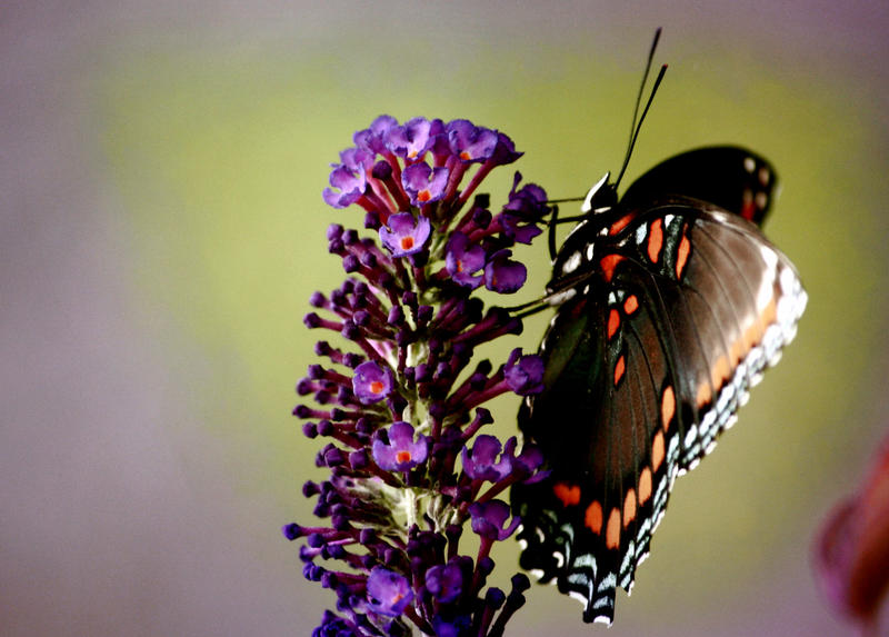 Buddleia and Butterfly IV