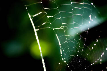 Web and Drop Detail