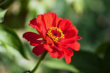 Zinnia red flower stock