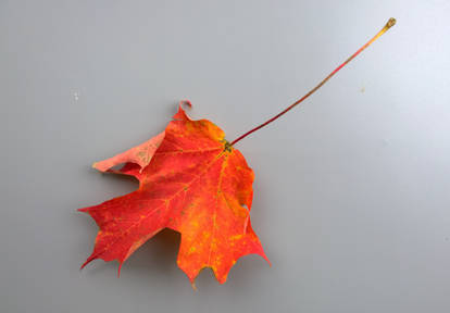 Autumn Leaf Photo Stock