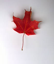 Autumn Leaf Stock II