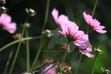 Cosmos Pink Flower Stock