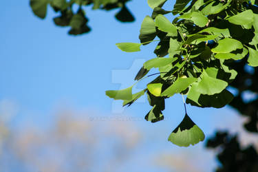 Ginkgo Leaves Blue Sky Stock