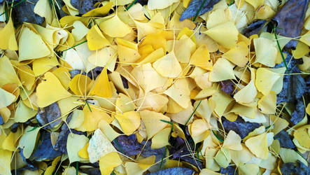 Autumn Yellow Ginkgo Leaves Stock