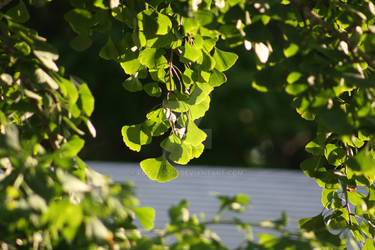 Summer Green Ginkgo Leaf Stock