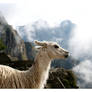 the llama of the valley I