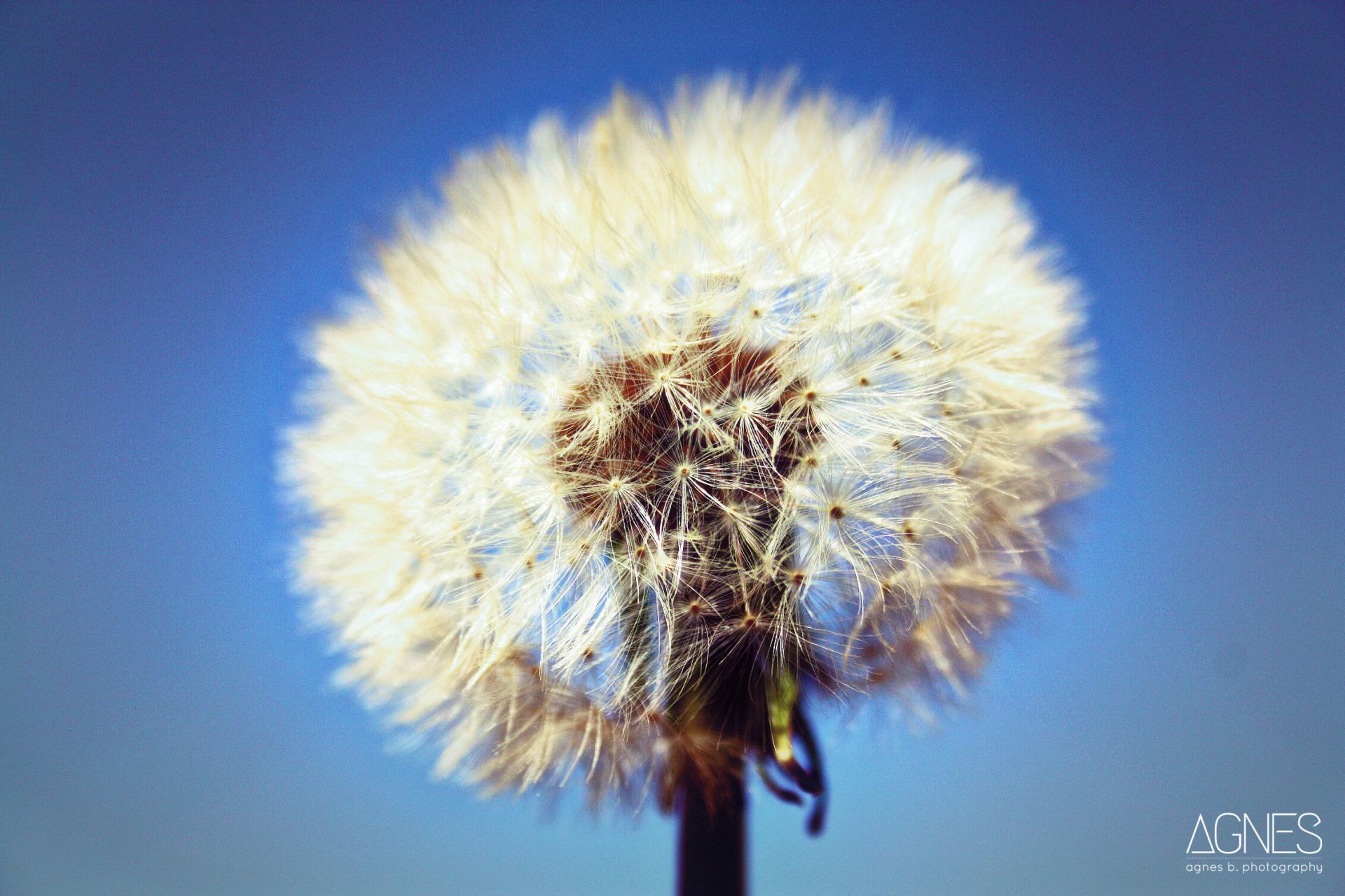 Dandelion