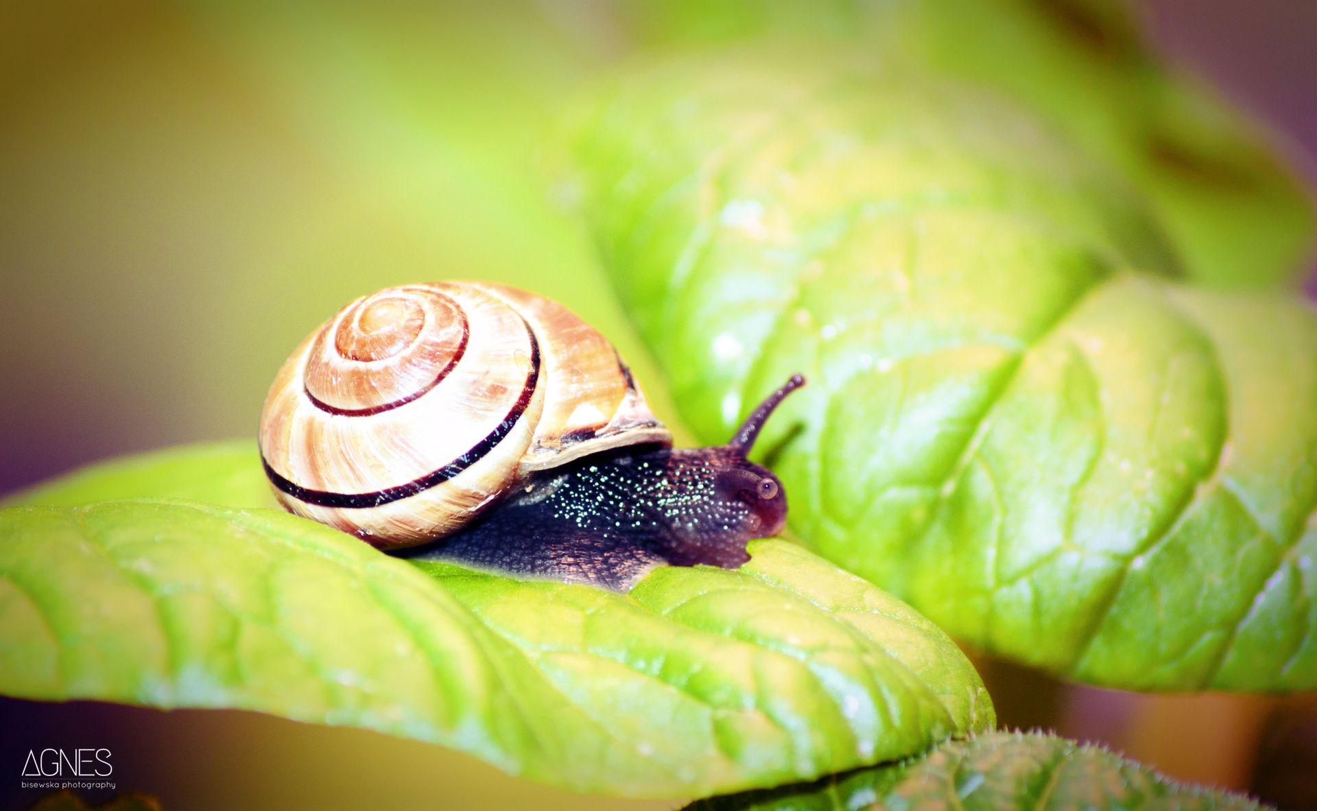 Snail 1