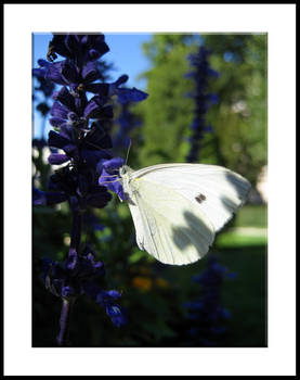 White meets Purple