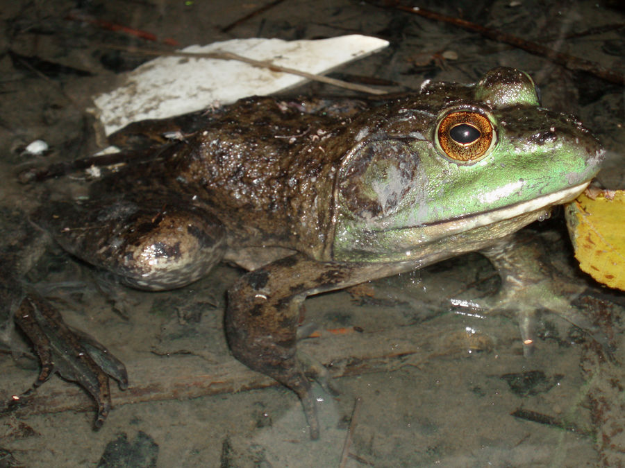 bullfrog by phissure on DeviantArt