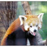 Mr. Red Panda