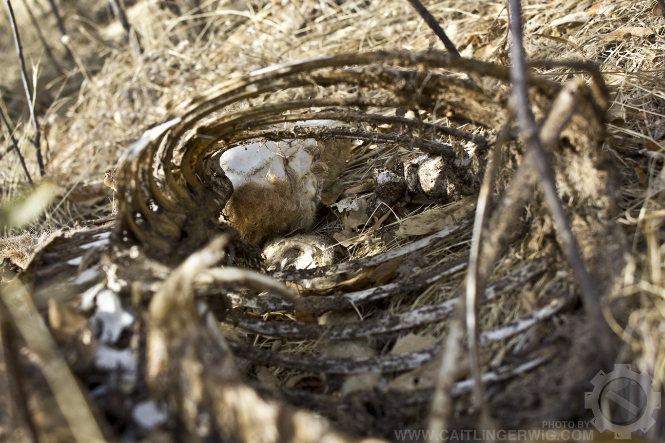 Withered and Worn: The Slow Decay that is Life- V