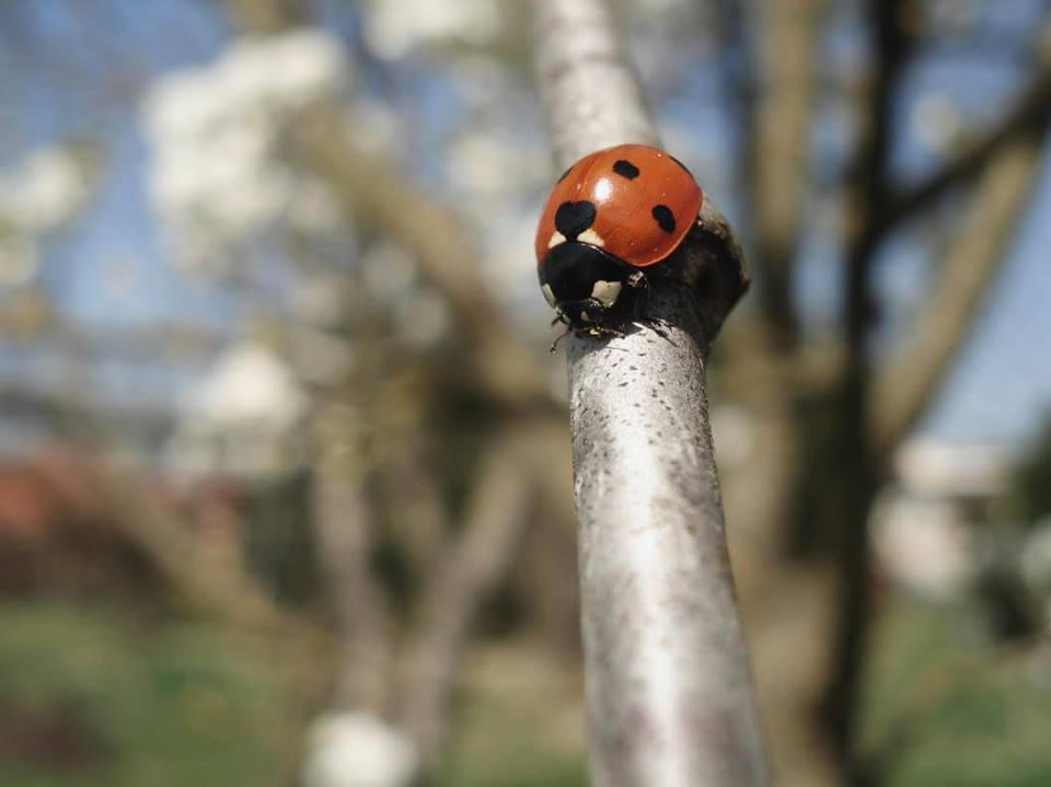 Pikapo by Jancus on DeviantArt