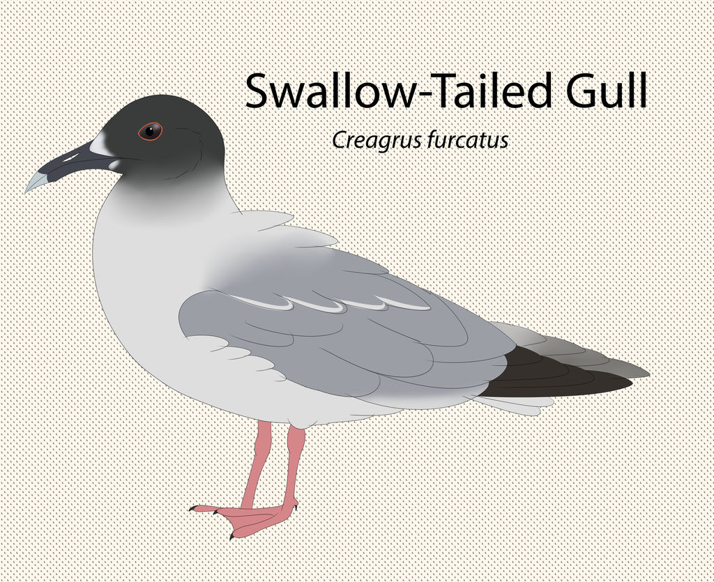 Swallow Tailed Gull by seagaull