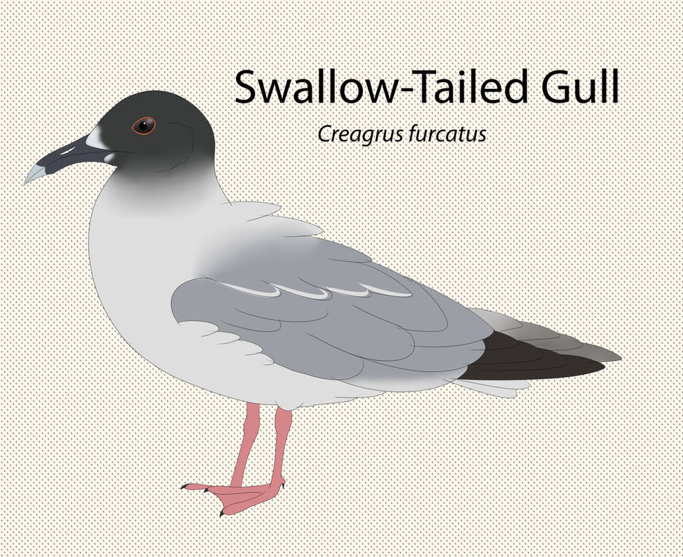 Swallow Tailed Gull by seagaull