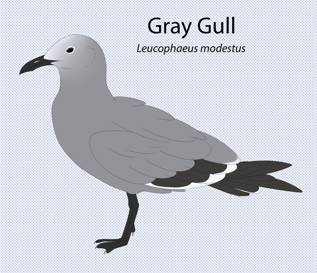 Gray Gull by seagaull