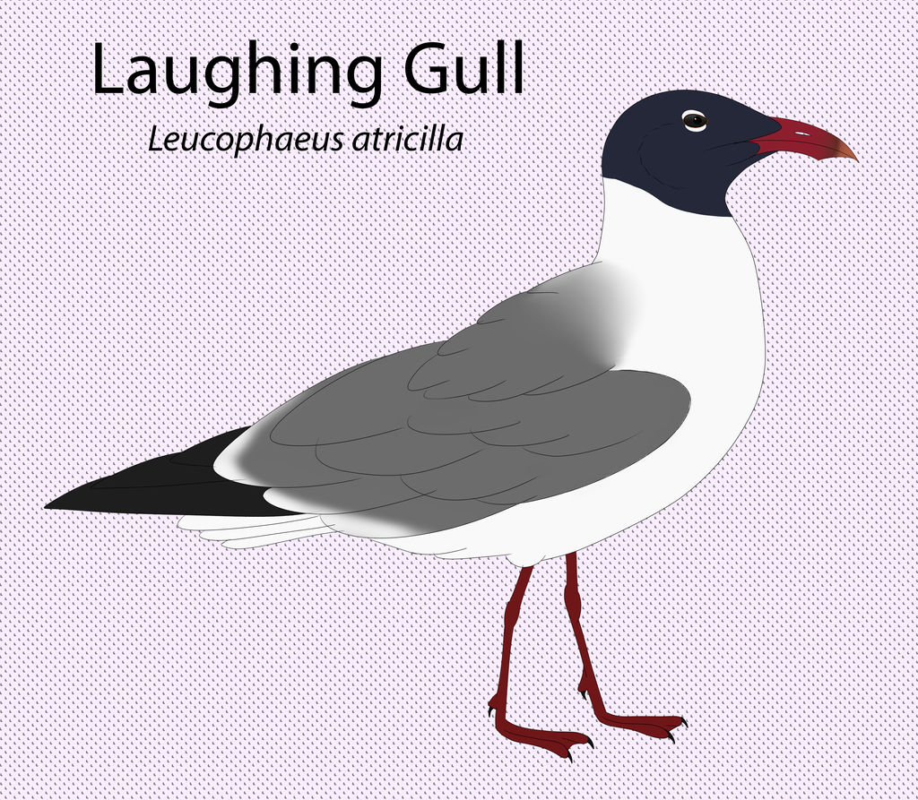 Laughing Gull by seagaull