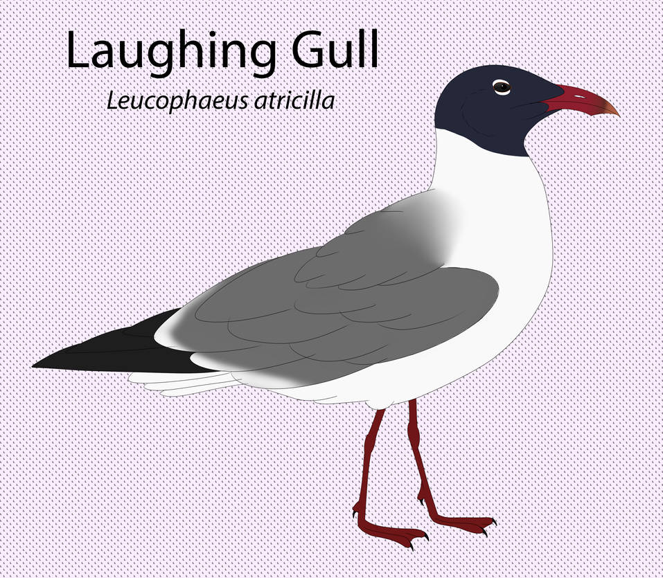 Laughing Gull by seagaull