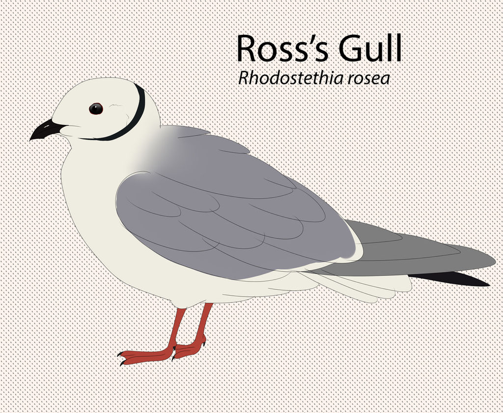 Ross's Gull by seagaull