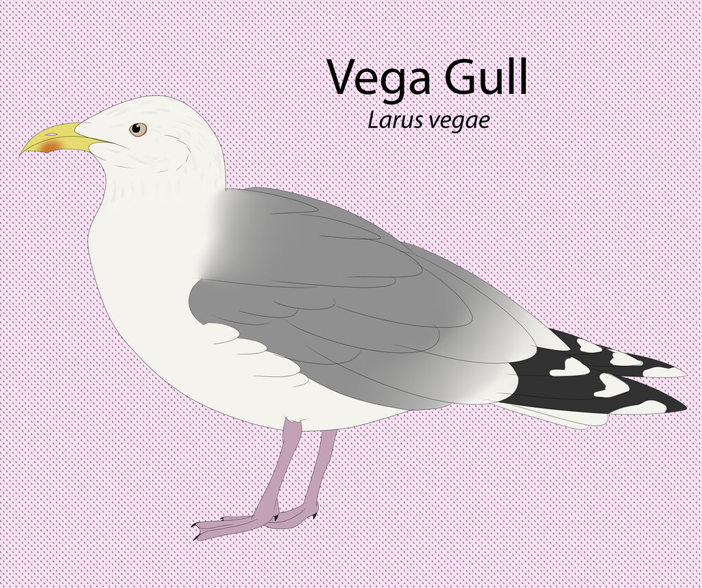 Vega Gull by seagaull