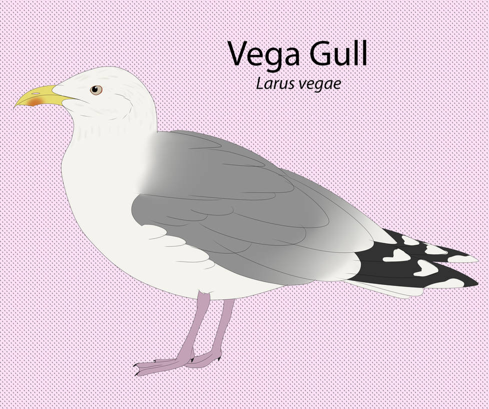 Vega Gull by seagaull