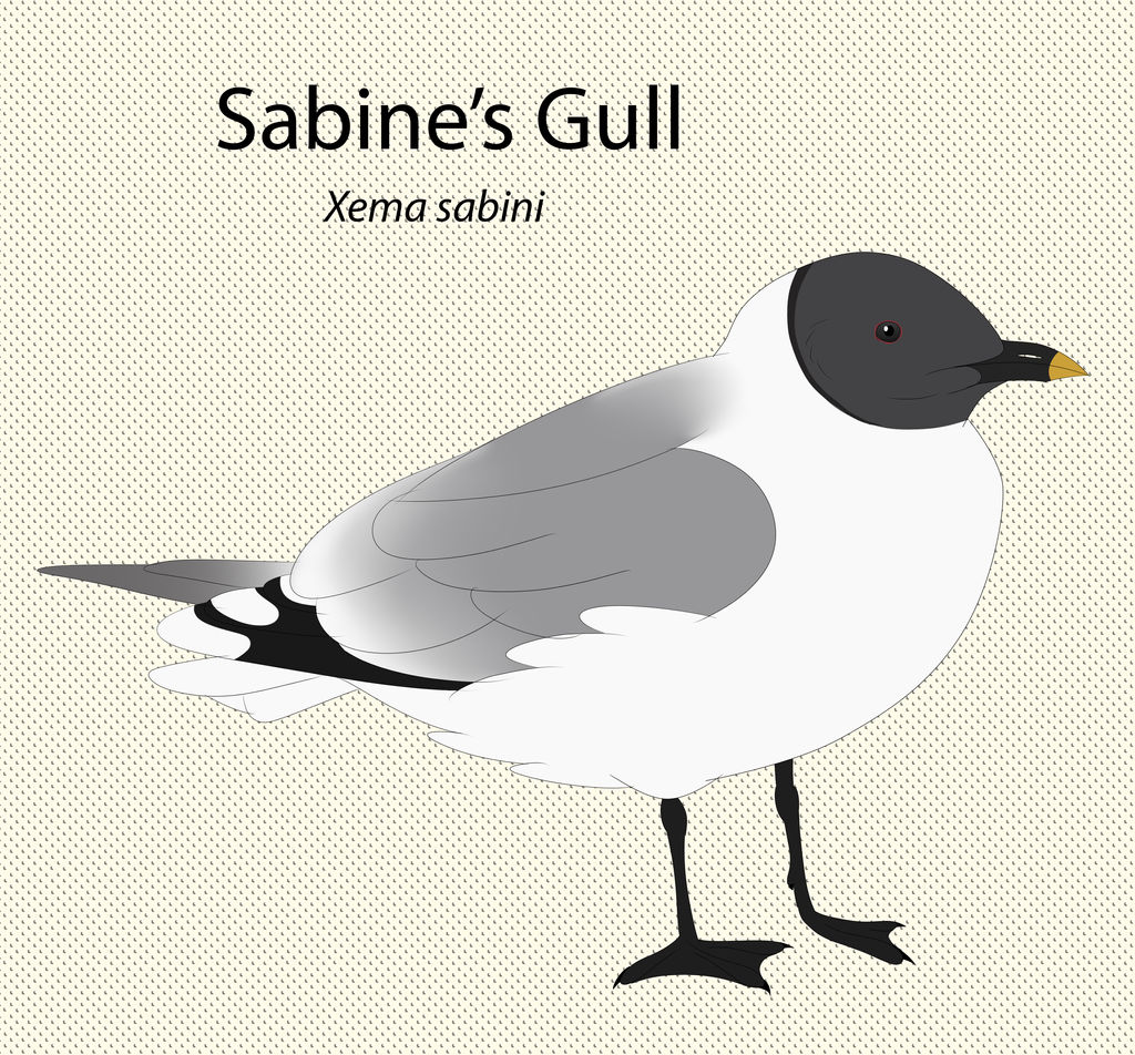 Sabine's Gull by seagaull