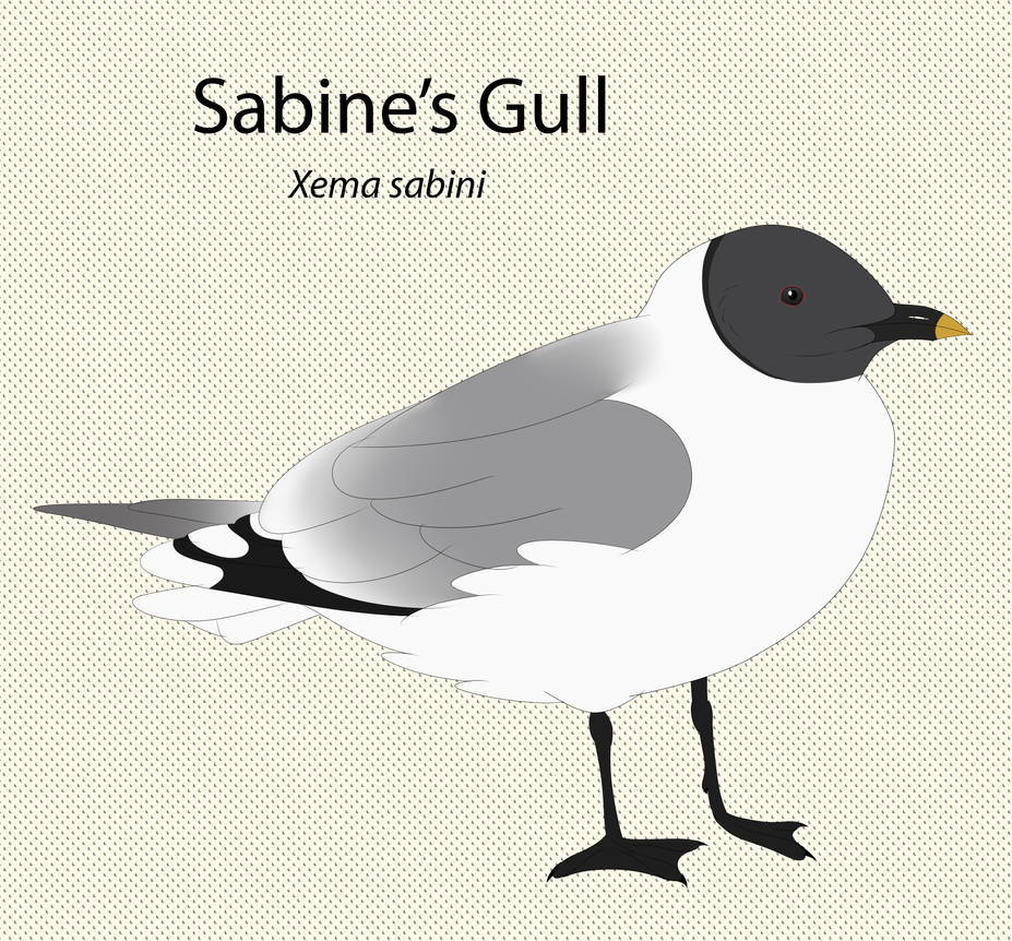 Sabine's Gull by seagaull