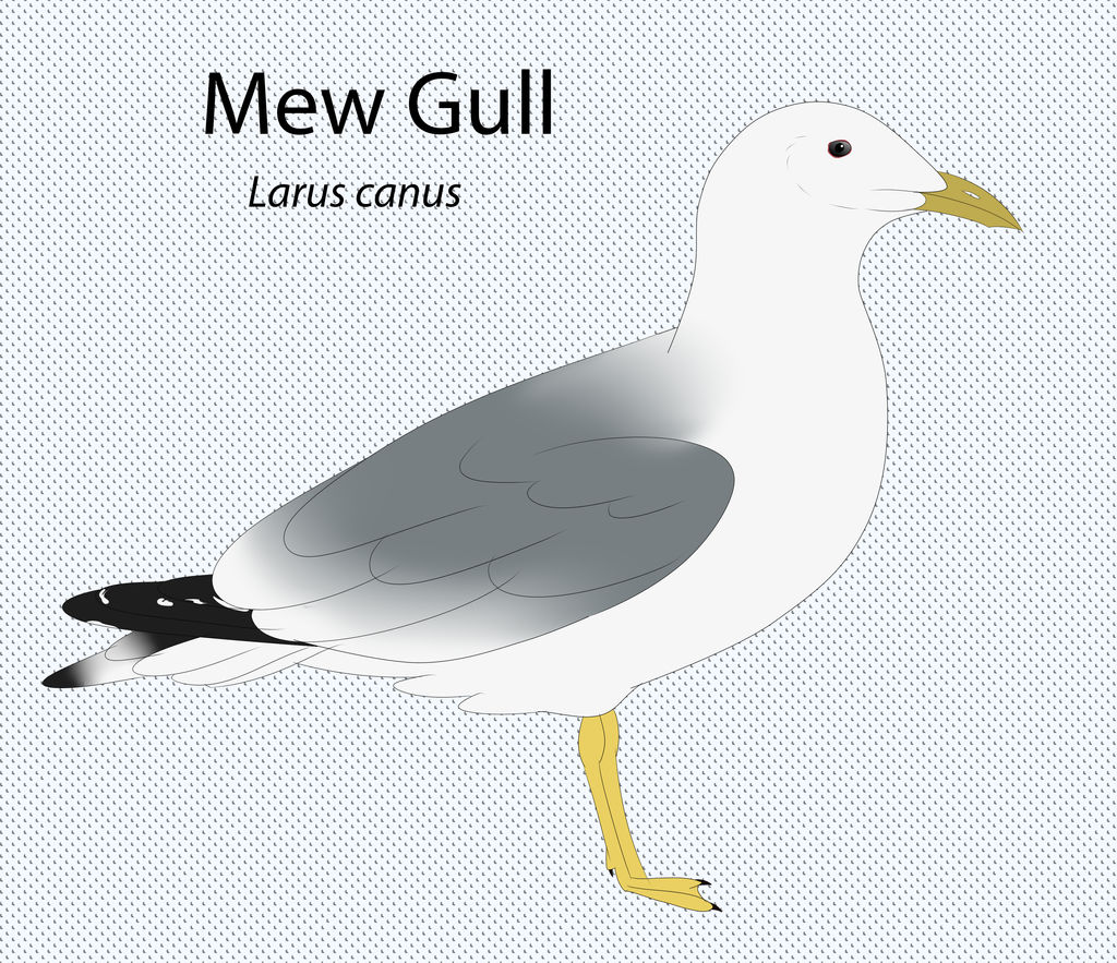 Mew Gull by seagaull