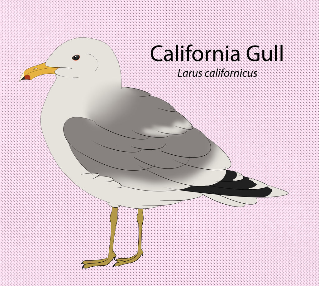 California Gull by seagaull