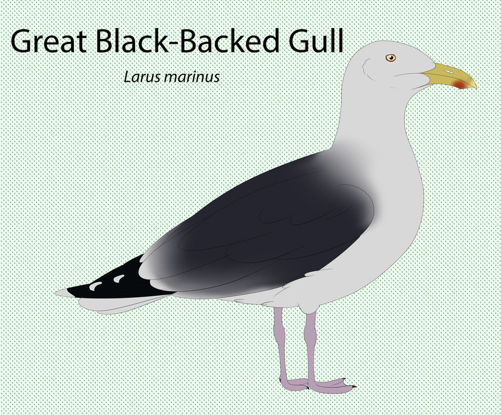 Great Black Backed Gull by seagaull