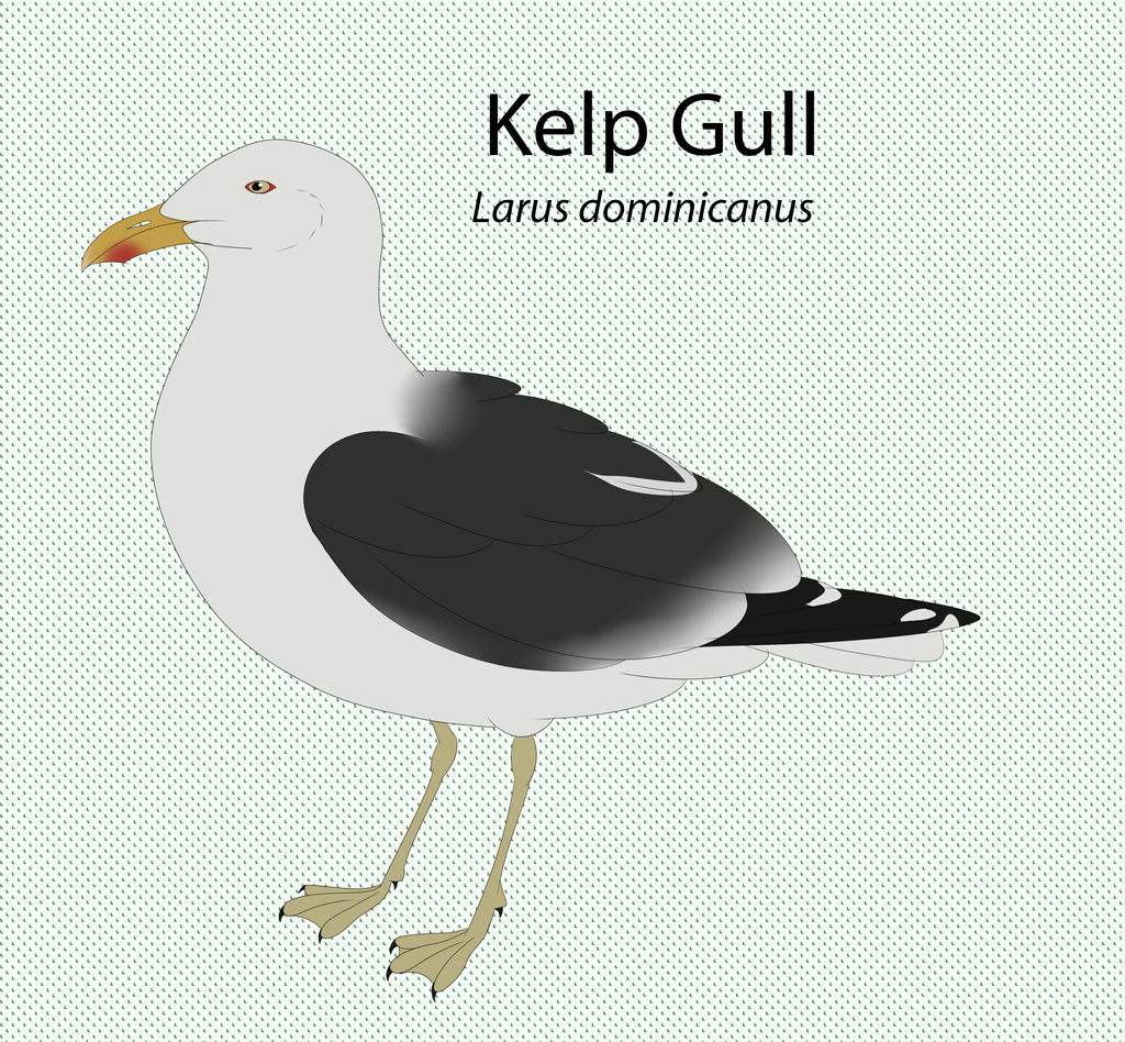 Kelp Gull by seagaull