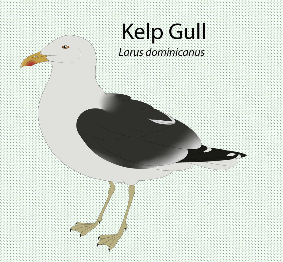 Kelp Gull by seagaull