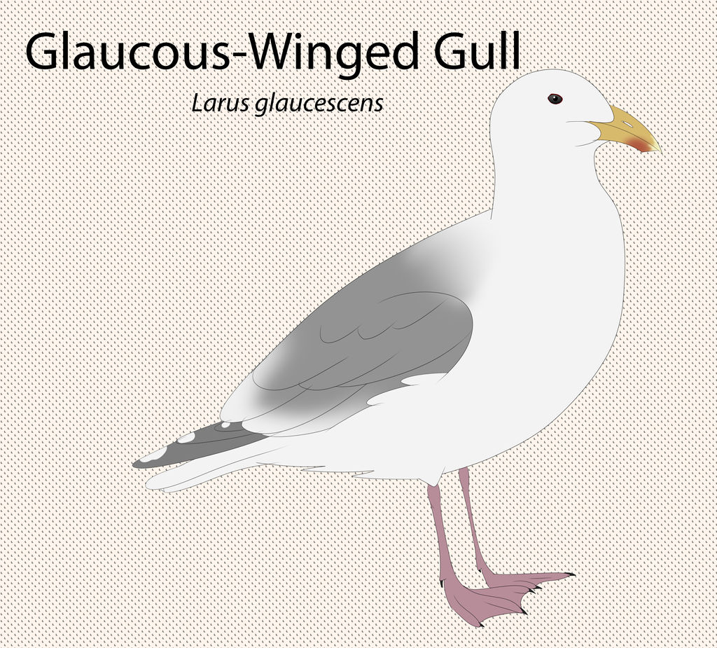 Glaucous Winged Gull by seagaull