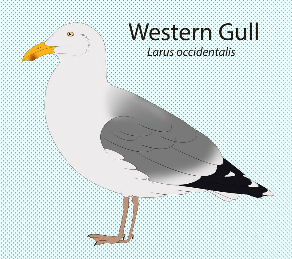 Western Gull by seagaull