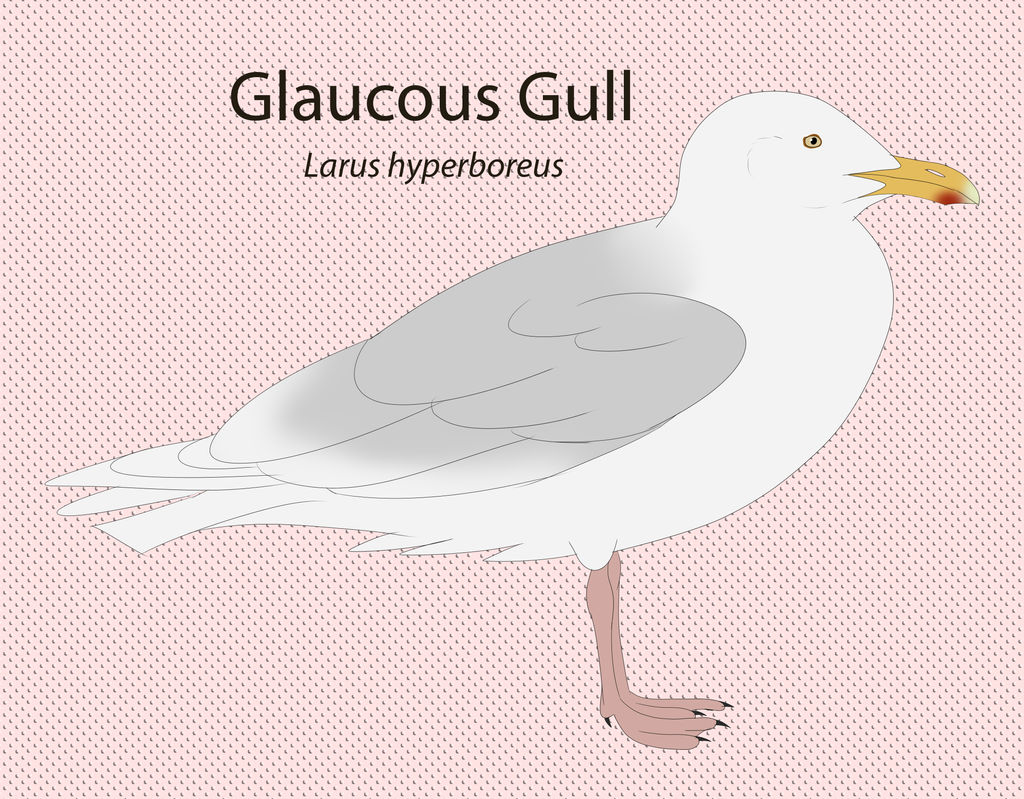 Glaucous Gull by seagaull