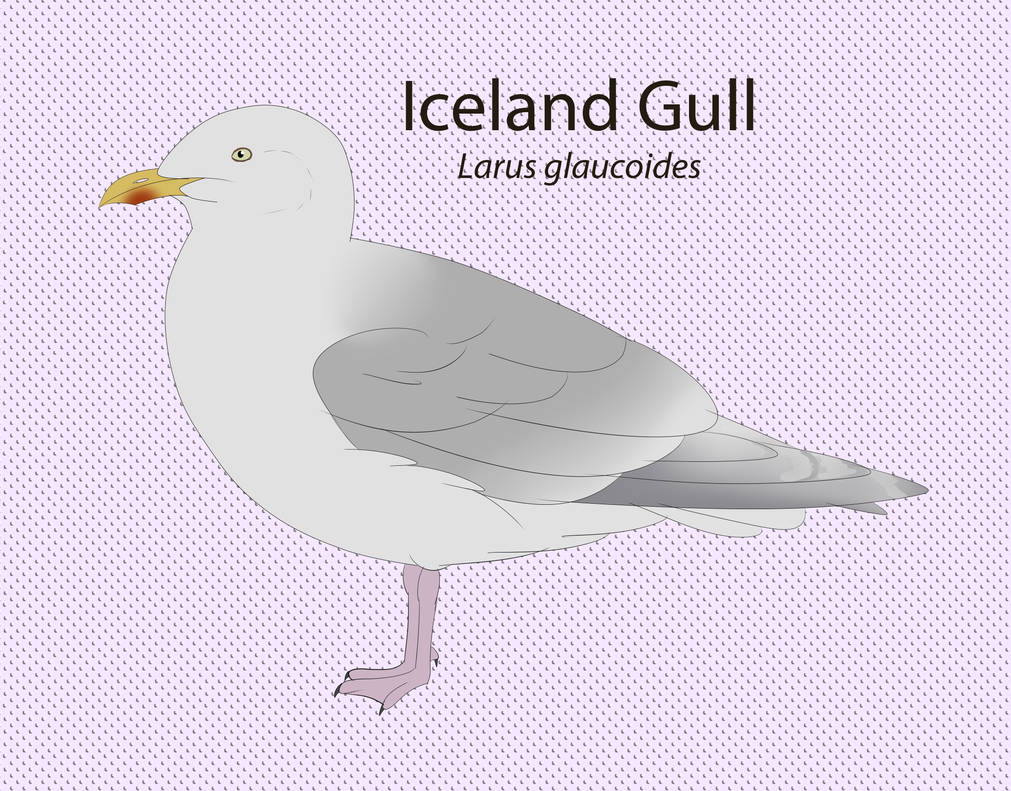 Iceland Gull by seagaull