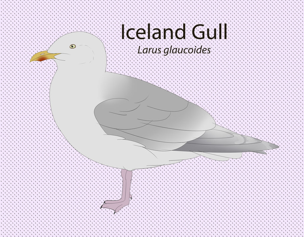 Iceland Gull by seagaull
