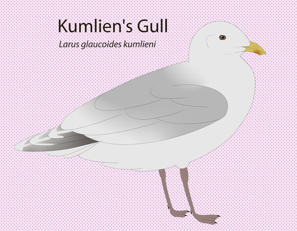 Kumlien's Gull by seagaull
