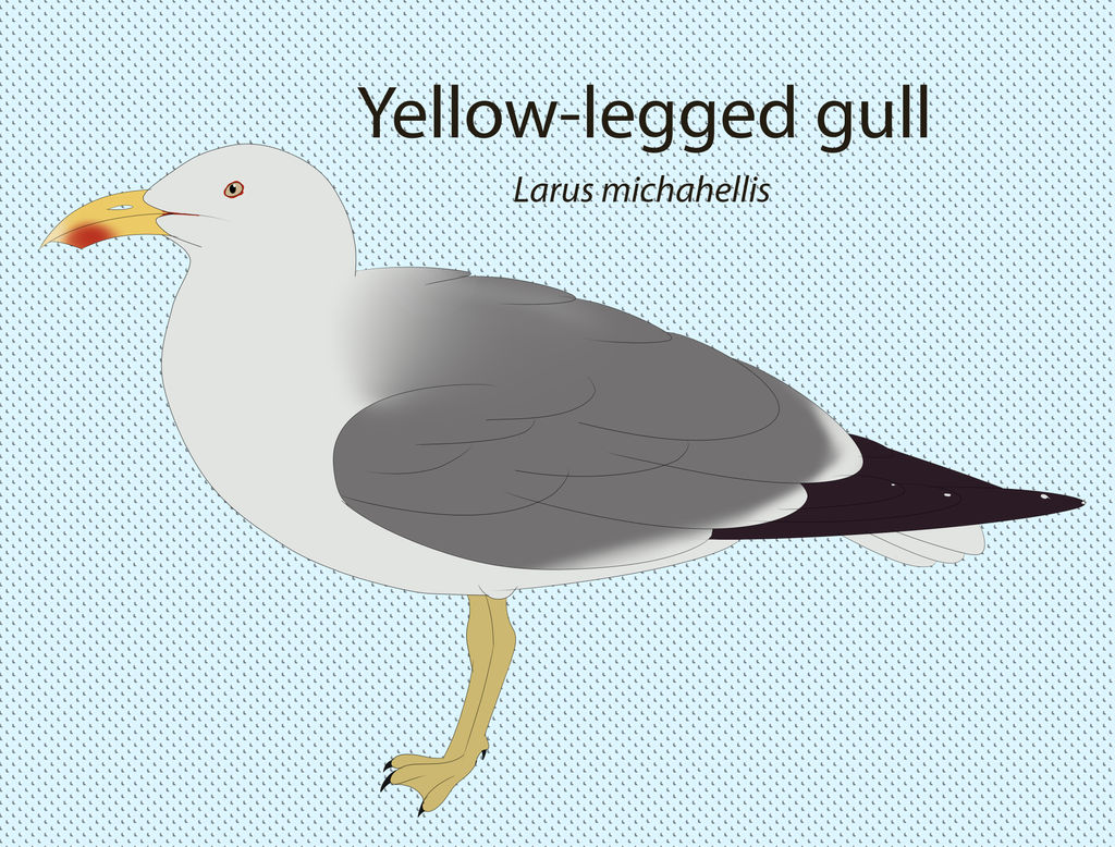 Yellow-legged Gull Chart by seagaull