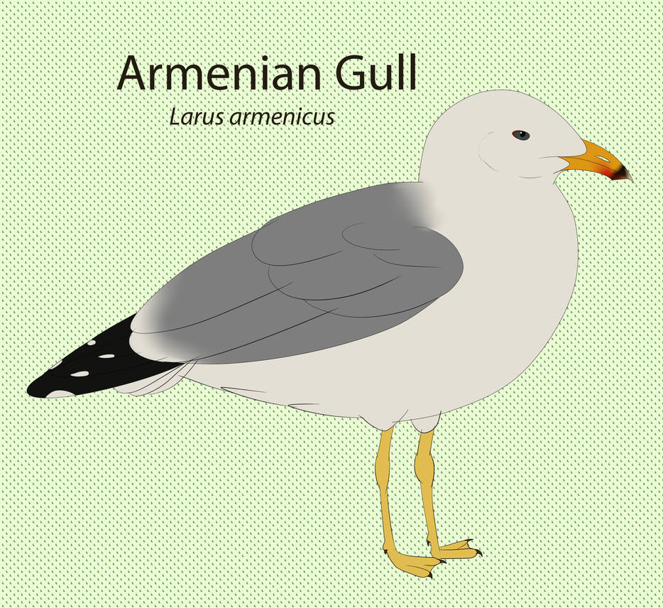 Armenian Gull Chart by seagaull