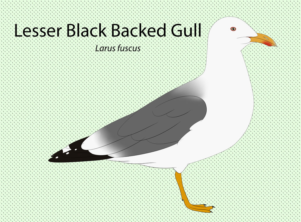 Lesser Black Backed Gull Chart by seagaull