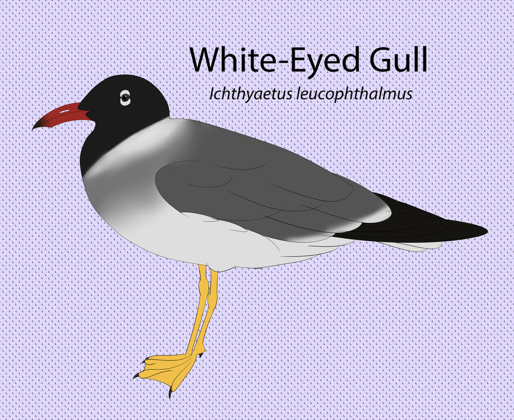 White Eyed Gull Chart by seagaull