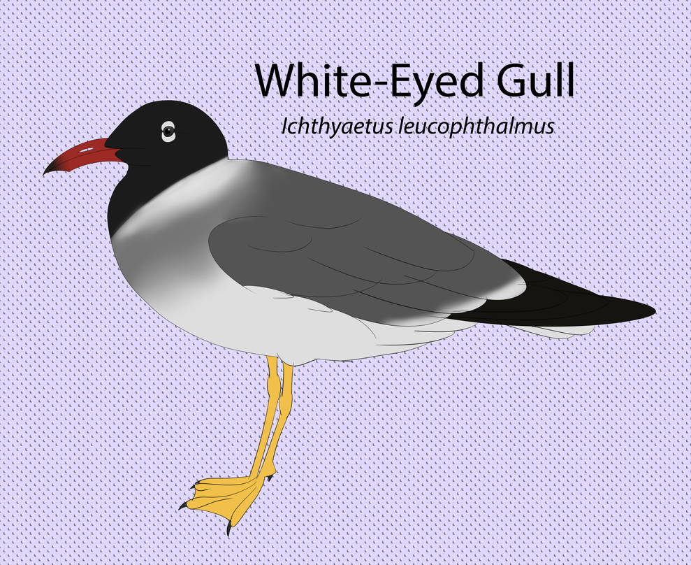 White Eyed Gull Chart by seagaull