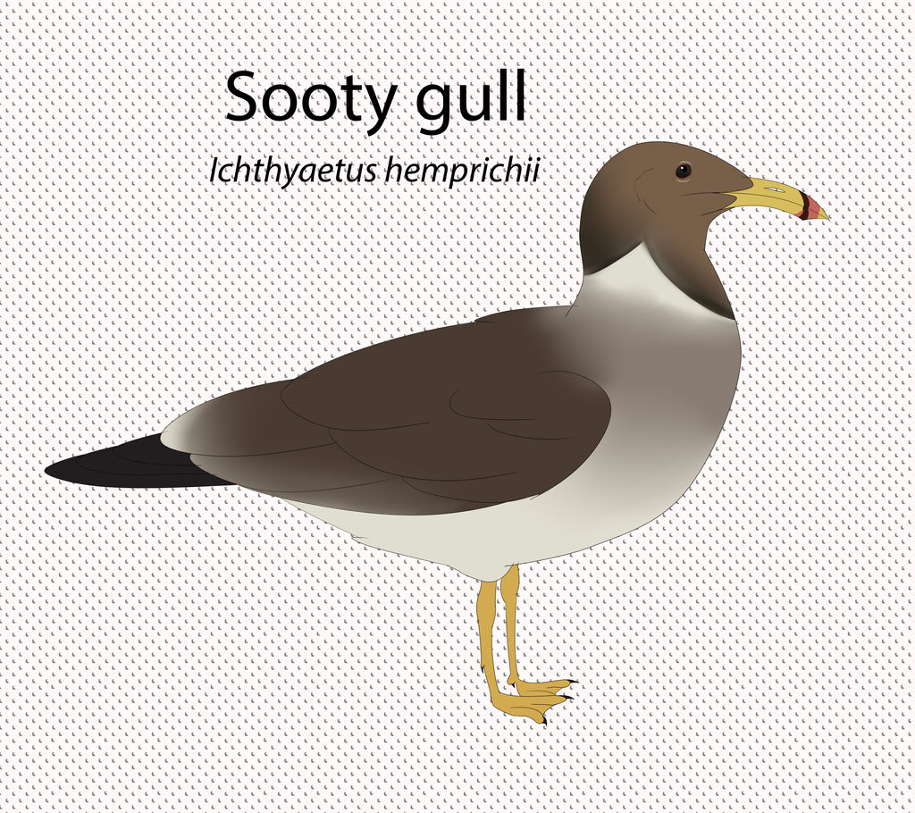 Sooty Gull by seagaull