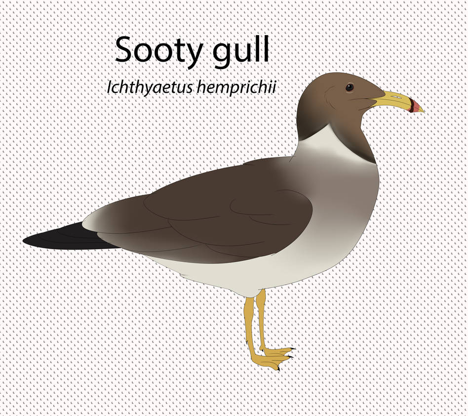 Sooty Gull by seagaull